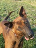Thajský ridgeback