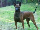 Thajský ridgeback