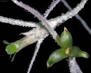 :  > Tilandsie šedá (Tillandsia usneoides)
