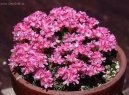 :  > Trávnička (Armeria)