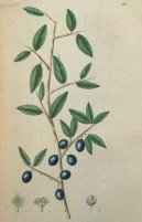 :  > Trnka Obecná (Prunus spinosa L.)