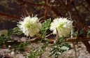 :  > Trnovník, akácie, akát (Acacia)