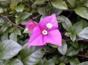 :  > Trojčatový květ, bugénvilea (Bougainvillea glabra)