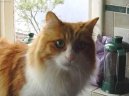 :  > Turecká kočka Van (Turkish Van)
