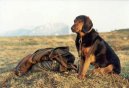 :  > Tyrolský honič (Tiroler Bracke, Tyrolean Hound)