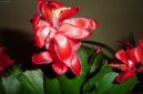 :  > Vánoční kaktus (Schlumbergera)