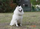 :  > Německý špic velký (Deutscher spitz - Grossspitz, German Spitz – Giant Spitz)