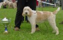 :  > Velký vendéeský hrubosrstý honič (Grand griffon vandeen)