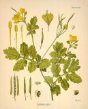 :  > Vlaštovičník Větší (Chelidonium majus L.)