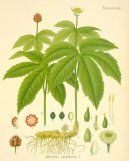 :  > Vodilka Kanadská (Hydrastis canadensis)
