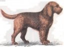 :  > Vydrař (Otterhound)