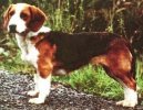 :  > Westfálský jezevčíkovitý honič (Westphalian Dachsbracke)