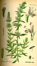 :  > Yzop Lékařský (Hyssopus officinalis)