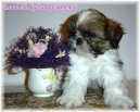 :  > Základy péče o štěňátko (Living with your puppy)