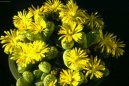 :  > Živé kameny (Lithops)