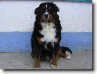 Harry - pán domu