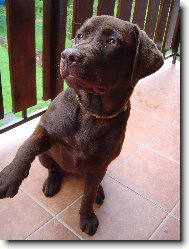 čokoládový Labrador Hershey