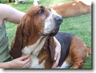 basset mazlík