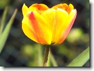 Tulipán