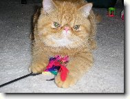 malý Garfield