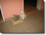 slečna Keysi