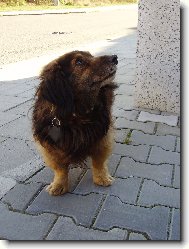 Jezevčík