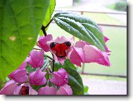Blahokeř ,klerodendrum