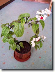 Blahokeř ,klerodendrum