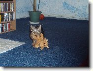 Coco + dráček