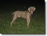 Archie pózuje