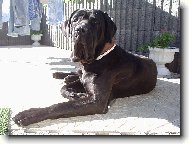 Daisy-miláček celé rodiny