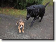 Utíkej prcku, utíke, honí tě labrador velikej!