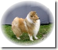 kolie dlouhosrstá