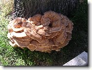 Houbičky