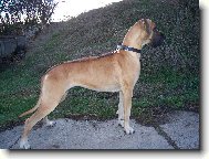 Agáta