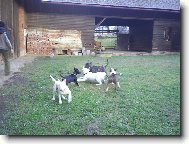 Danny, Ozzy,Sára, Queena,Bulík junior