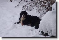 BERNIE- iluje sníh