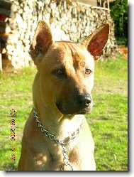 Thajský Ridgeback