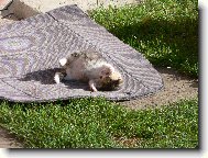 zasloužená siesta po vydatném obědu