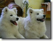 ÁJA
