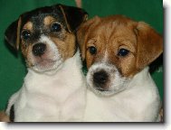 Jack Russell Teriér