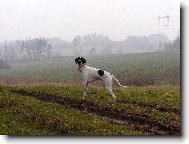 Snoopy 8 měsíců
