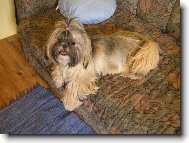 Naše shih-tzu holčička Aisha