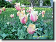 tulipány