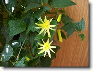 mučenka citrina