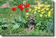 Daisy v kytkách