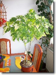 mračňák