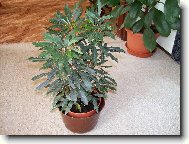 dizygotéka-nyní schefflera elegantisima
