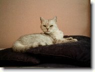Britská stříbřitá krátkosrstá s černým tečkováním / WHISKAS