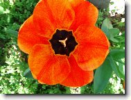 tulipán